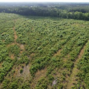 Photo #22 of  81.7 acres
