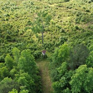 Photo #8 of  81.7 acres