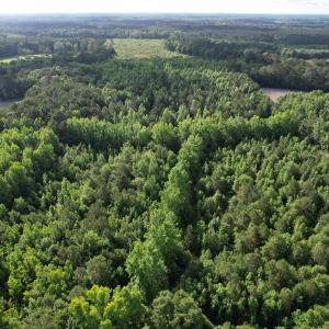 Photo #11 of  81.7 acres