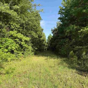 Photo #7 of  81.7 acres