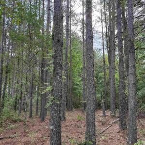 Photo #25 of  81.7 acres