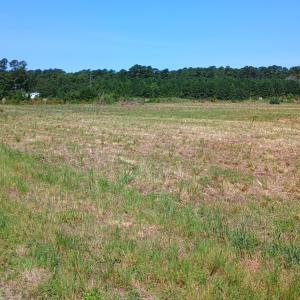 Photo #1 of TBD Strickland Rd., Green Sea, SC 1.0 acres