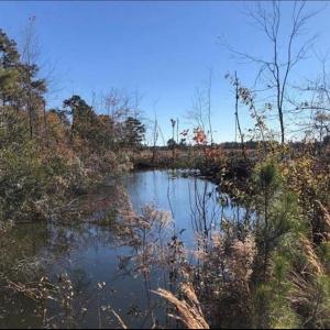Photo #6 of TBD Strickland Rd., Green Sea, SC 1.0 acres
