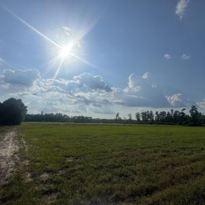 Photo #1 of Highway 19, Nichols, SC 67.9 acres