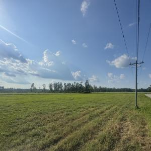 Photo #3 of Highway 19, Nichols, SC 67.9 acres