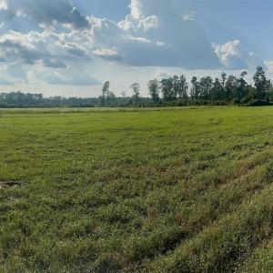 Photo #2 of Highway 19, Nichols, SC 67.9 acres