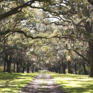 Photo #11 of Lot 25 Crow Hill Dr., Georgetown, SC 1.0 acres