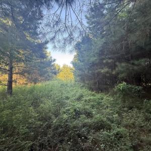 Photo #7 of 359 Cedar Grove Church Rd, Johnsonville, SC 0.5 acres
