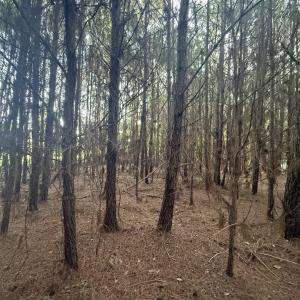 Photo #9 of 359 Cedar Grove Church Rd, Johnsonville, SC 0.5 acres