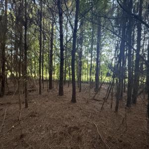 Photo #8 of 359 Cedar Grove Church Rd, Johnsonville, SC 0.5 acres