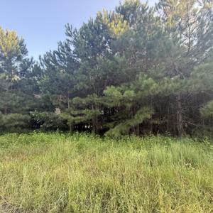 Photo #3 of 359 Cedar Grove Church Rd, Johnsonville, SC 0.5 acres