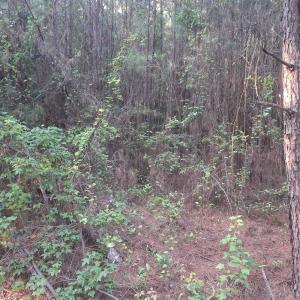 Photo #1 of Lot 5-D McGregor Circle, Lake City, SC 0.2 acres