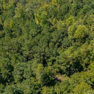 Photo #9 of 35+ Acs Kerl Rd., Conway, SC 35.0 acres