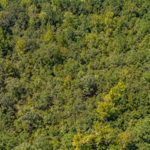 Photo #10 of 35+ Acs Kerl Rd., Conway, SC 35.0 acres