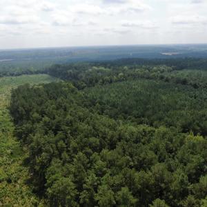 Photo #34 of 185 Legion St., Dillon, SC 135.0 acres