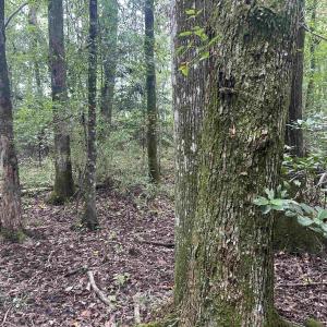 Photo #24 of 185 Legion St., Dillon, SC 135.0 acres