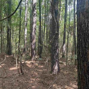Photo #23 of 185 Legion St., Dillon, SC 135.0 acres