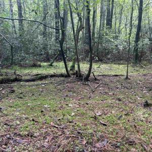 Photo #11 of 185 Legion St., Dillon, SC 135.0 acres