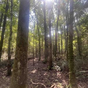 Photo #17 of 185 Legion St., Dillon, SC 135.0 acres
