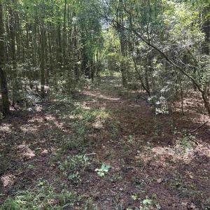 Photo #16 of 185 Legion St., Dillon, SC 135.0 acres