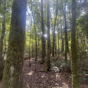 Photo #19 of 185 Legion St., Dillon, SC 135.0 acres