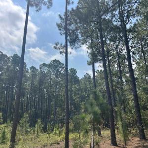 Photo #6 of 185 Legion St., Dillon, SC 135.0 acres