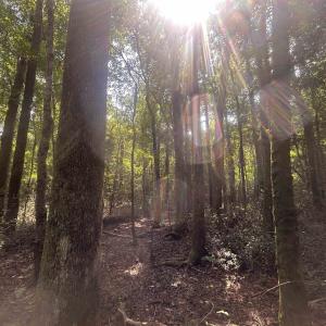 Photo #18 of 185 Legion St., Dillon, SC 135.0 acres