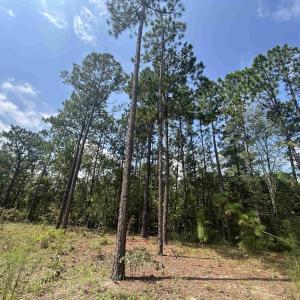Photo #7 of 185 Legion St., Dillon, SC 135.0 acres