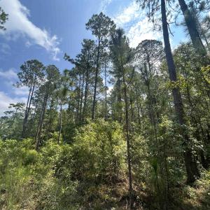 Photo #8 of 185 Legion St., Dillon, SC 135.0 acres