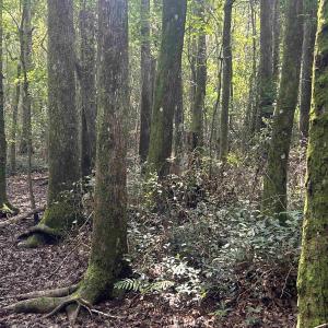 Photo #22 of 185 Legion St., Dillon, SC 135.0 acres