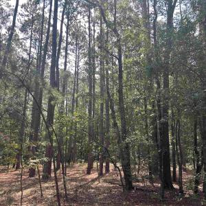 Photo #10 of 185 Legion St., Dillon, SC 135.0 acres