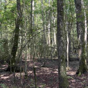 Photo #21 of 185 Legion St., Dillon, SC 135.0 acres