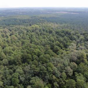 Photo #31 of 185 Legion St., Dillon, SC 135.0 acres