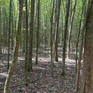 Photo #26 of 185 Legion St., Dillon, SC 135.0 acres