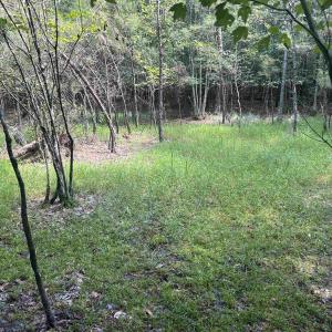 Photo #13 of 185 Legion St., Dillon, SC 135.0 acres
