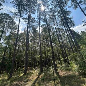 Photo #9 of 185 Legion St., Dillon, SC 135.0 acres