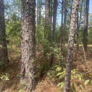 Photo #27 of 185 Legion St., Dillon, SC 135.0 acres