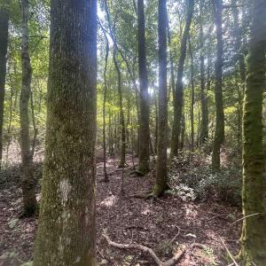 Photo #20 of 185 Legion St., Dillon, SC 135.0 acres