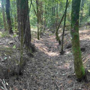 Photo #14 of 185 Legion St., Dillon, SC 135.0 acres
