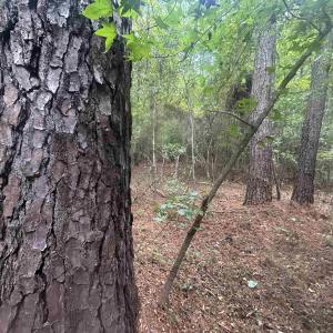 Photo #25 of 185 Legion St., Dillon, SC 135.0 acres