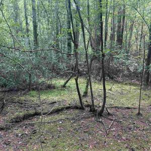 Photo #12 of 185 Legion St., Dillon, SC 135.0 acres