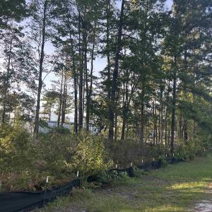Photo #15 of 162 Gardner Lacy Rd., Myrtle Beach, SC 1.3 acres