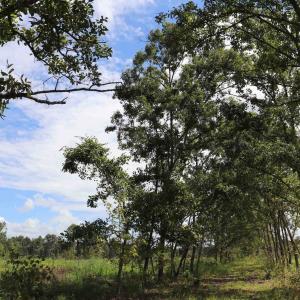 Photo #23 of Old Forreston Rd., Greeleyville, SC 237.0 acres