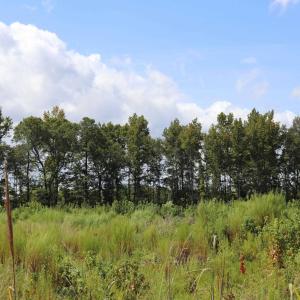Photo #18 of Old Forreston Rd., Greeleyville, SC 237.0 acres