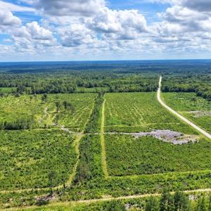 Photo #2 of Old Forreston Rd., Greeleyville, SC 237.0 acres