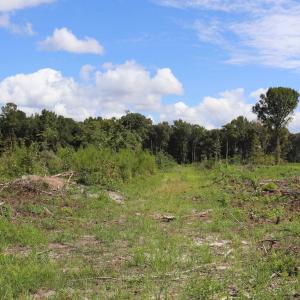 Photo #20 of Old Forreston Rd., Greeleyville, SC 237.0 acres