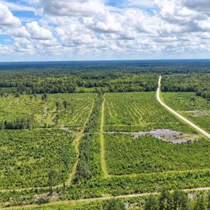 Photo #7 of Old Forreston Rd., Greeleyville, SC 237.0 acres