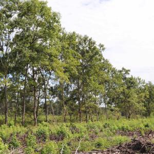 Photo #25 of Old Forreston Rd., Greeleyville, SC 237.0 acres