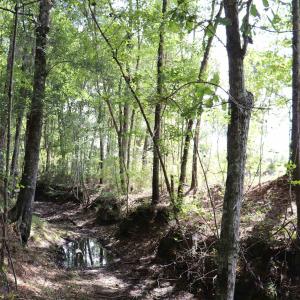 Photo #15 of Old Forreston Rd., Greeleyville, SC 237.0 acres