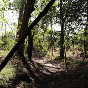 Photo #13 of Old Forreston Rd., Greeleyville, SC 237.0 acres